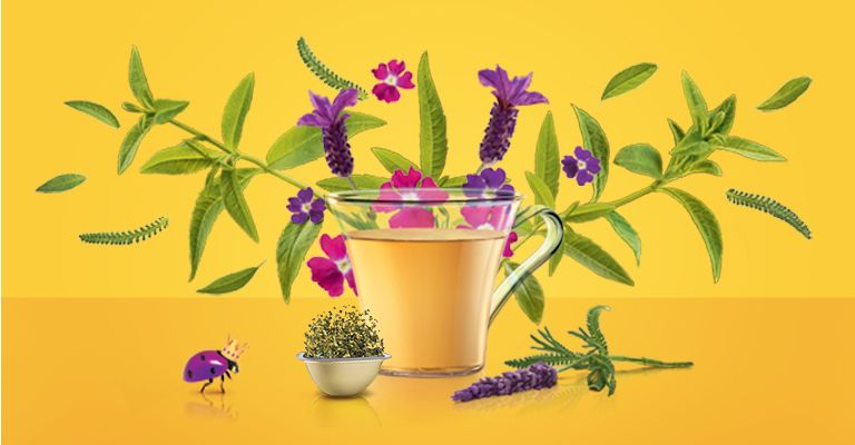 Verbena