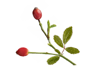 Visuel