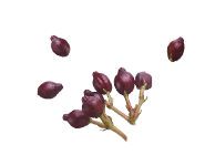 Visuel