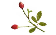 Visuel