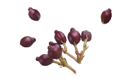 Visuel