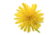 Visuel
