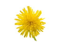 Visuel