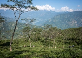 Darjeeling, Spitzentee vom Dach der Welt